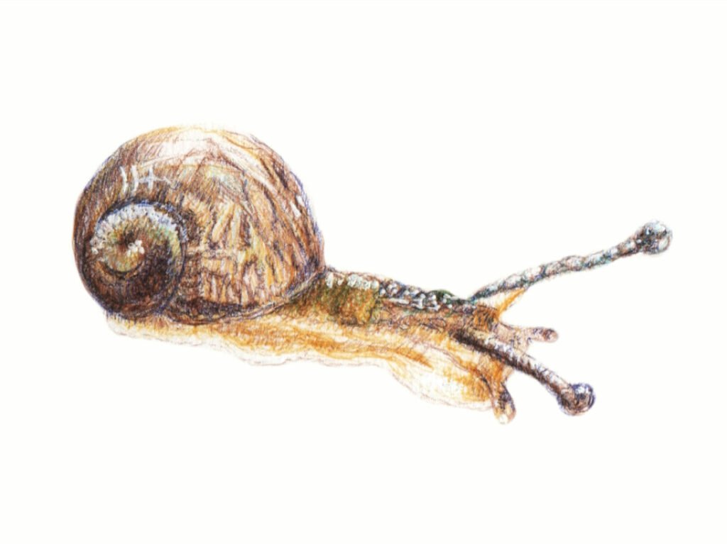 Un escargot dessiné avec des stylos
