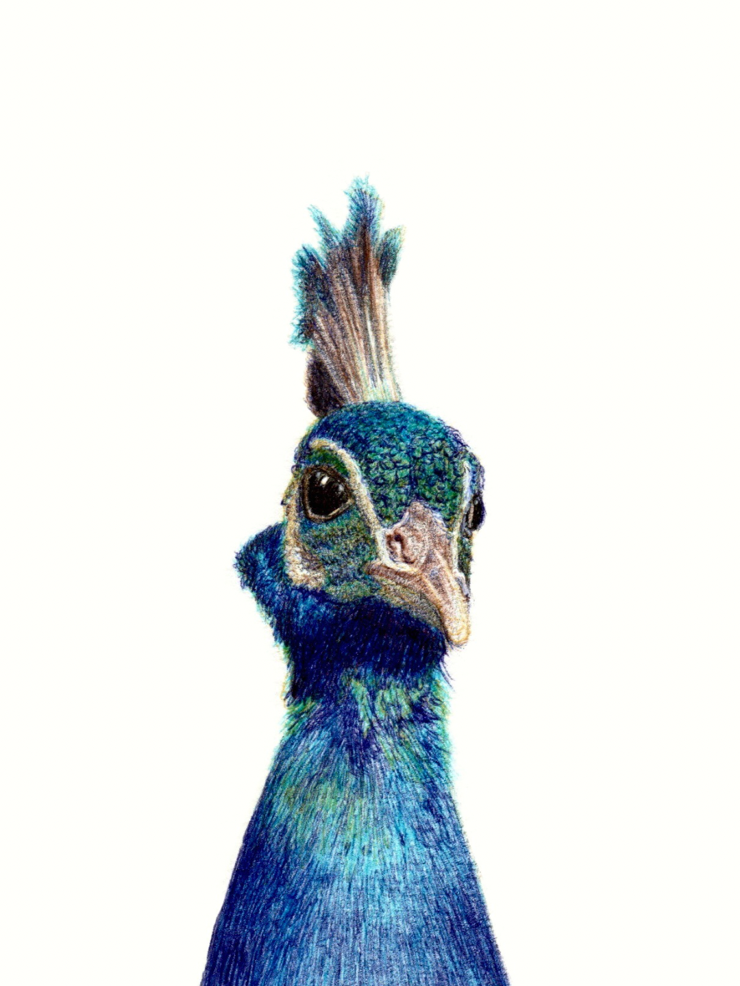 Paon dessiné avec des stylos